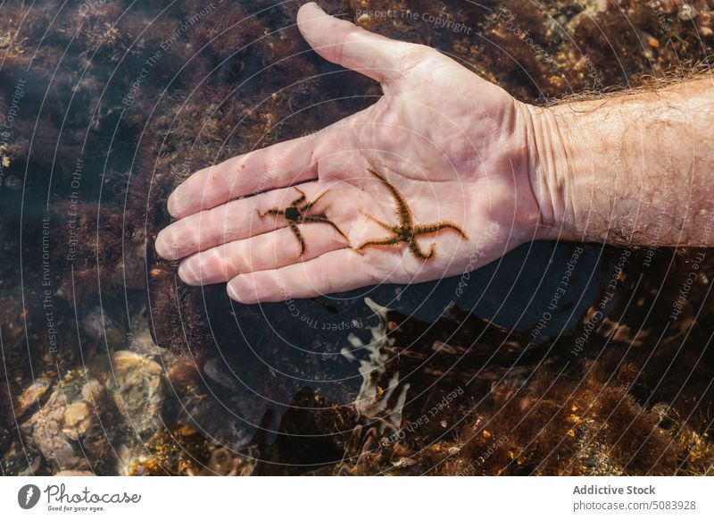 Mann zeigt gefangenen Schlangenstern an der Hand morsch Stern zeigen marin Fauna manifestieren Ophiuroid Wasser MEER Natur Bargeld Meer seicht aqua Ökosystem