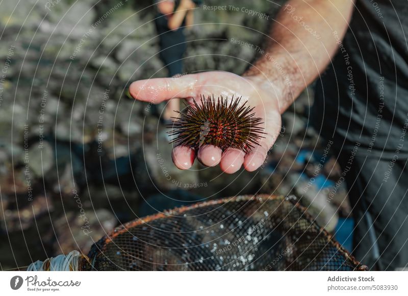 Mann zeigt gefangenen Seeigel MEER Schmuddelkind Fauna zeigen manifestieren Handfläche Netz Fischen Fischer Seeküste abholen Ufer Natur Meeresufer Küste Nadel