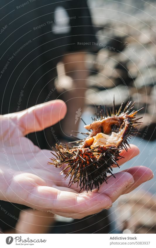 Person zeigt geschnittenen Seeigel Fischer MEER Schmuddelkind fangen Meeresufer Ufer Meeresküste Mann Fauna zeigen manifestieren Handfläche Netz Fischen
