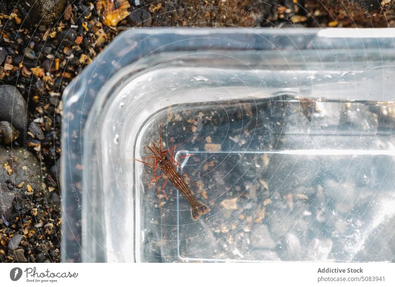 Kleiner Meereslebensraum in einem Plastikeimer am Ufer Eimer fangen MEER Kreatur Fauna Küste Naturalismus erkunden Stein marin Container durchsichtig Umwelt