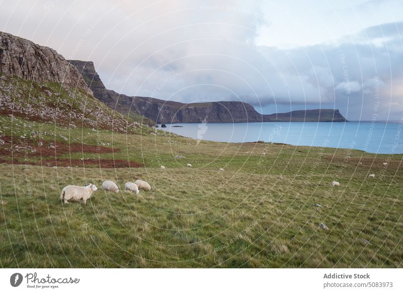 Schafherde auf der Weide Landschaft Schwarm weiden essen trocknen Gras Natur MEER Tier Hügel Schottland Großbritannien vereinigtes königreich Europa Herde Rind