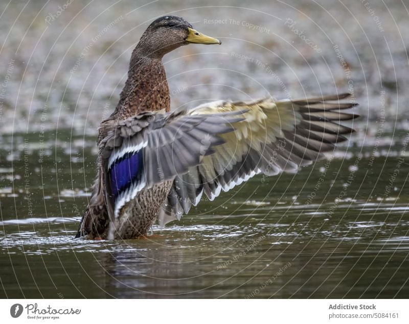 Ente schwimmt auf dem Wasser eines Sees Vogel wild Natur Flügel Fluss Bargeld Fauna Feder Wasservögel Tierwelt Lebensraum mexikanische Ente Umwelt Gefieder