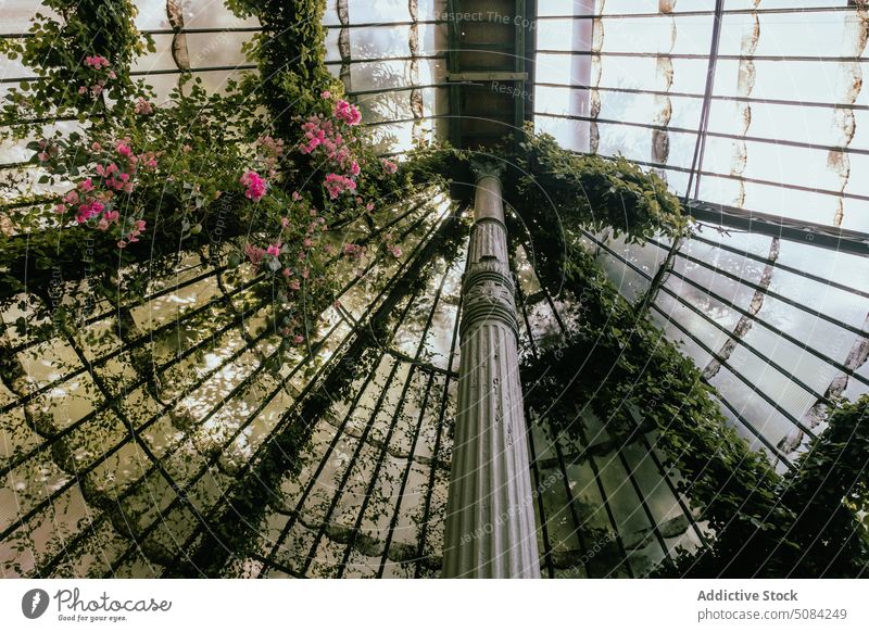 Orangeriedach aus Glas mit Weinreben Blume Dach Pflanze Blütezeit Laubwerk grün Ständer Gewächshaus Zimmerdecke Gebäude tagsüber Flora Konstruktion vegetieren