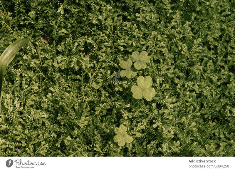 Grünes Gras als Hintergrund im Sommer Klee Blatt Natur Selaginella kraussiana Wachstum Flora grün natürlich Botanik Laubwerk vegetieren frisch Kraut Saison
