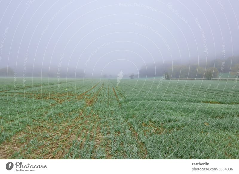 Nebel in Stausebach acker dorf herbst hessen himmel horizont hügel klima klimawandel landschaft landwirtschaft nebel november oktober ort ortschaft sauerland