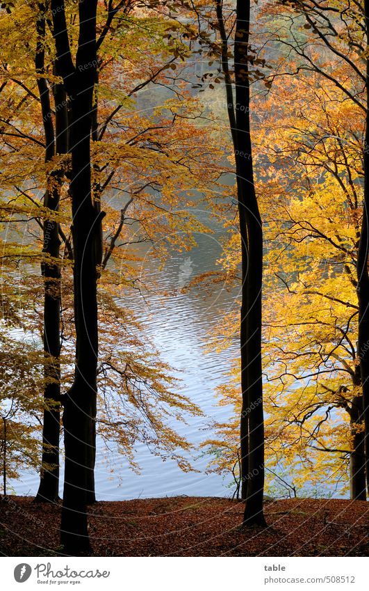Stille Erholung ruhig Ferien & Urlaub & Reisen Umwelt Natur Landschaft Pflanze Erde Wasser Herbst Schönes Wetter Baum Grünpflanze Nutzpflanze Wildpflanze Buche
