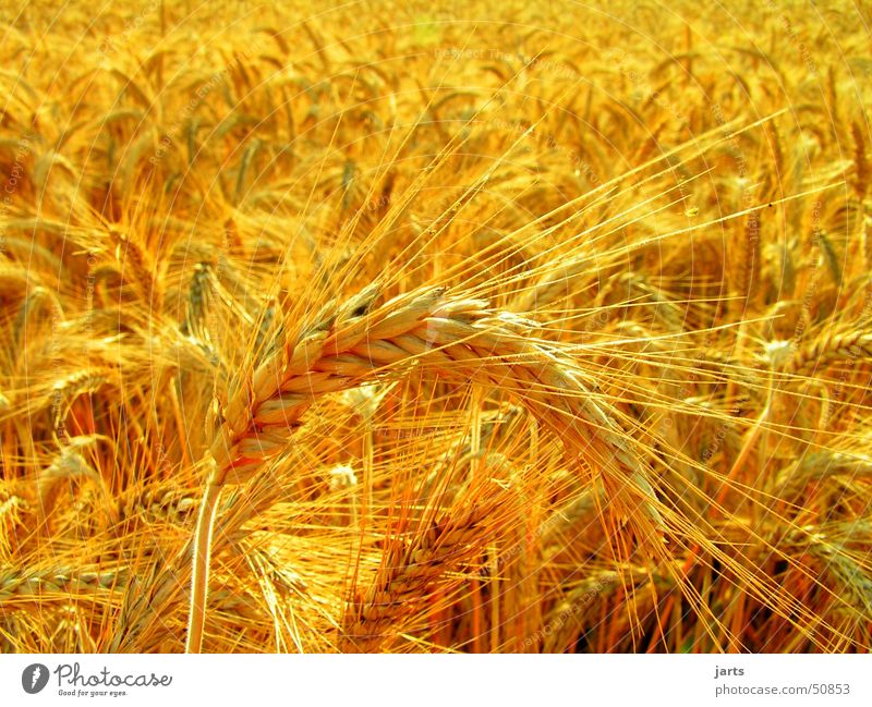 kornfeld Kornfeld Feld Weizen Sommer Sonne gelb Vegetarische Ernährung gold jarts