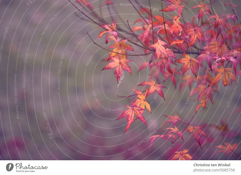 Herbstlich gefärbte Blätter des japanischen Fächerahorns Herbstfärbung bunte Blätter Herbstlaub Zweige Zweige u. Äste filigran herbstlich Natur Pflanze