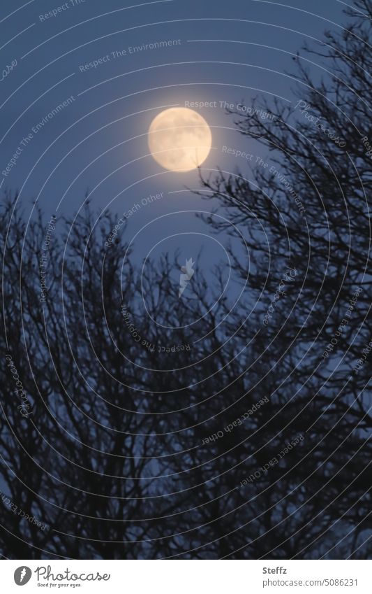 Nachthimmel mit Vollmond Mond Mondschein Mondlicht dunkel Mondnacht Dunkelheit Silhouetten Mondscheinlicht Himmel gespenstisch mystisch Ruhe Dezember