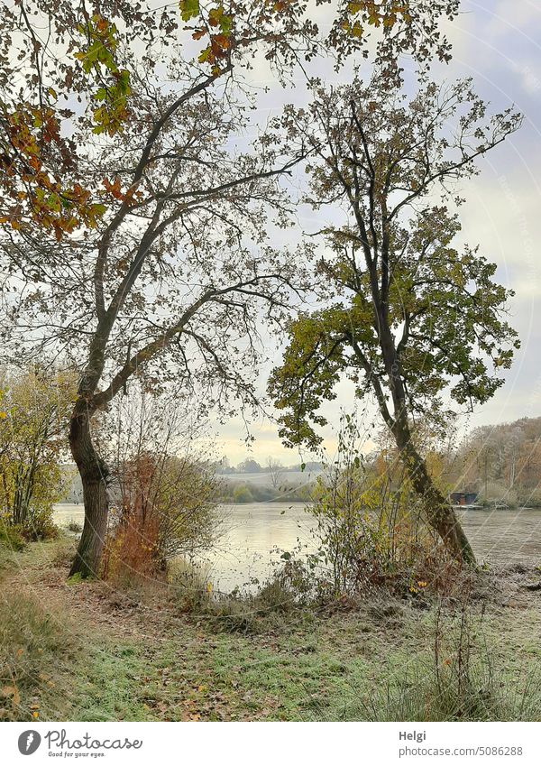 frostiger Herbsttag - zwei Bäume mit herbstlicher Blattfärbung stehen am Seeufer, alles ist frostig angehaucht Frost Baum Spätherbst November Strauch