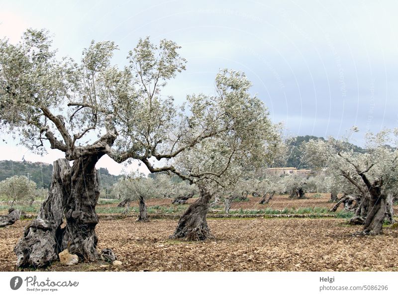 uralt und knorrig - uralte Olivenbäume in einem Olivenhain auf Mallorca Baum Olivenbaum Landschaft Natur mediterran bizarr Erdboden Berg Himmel Wolken