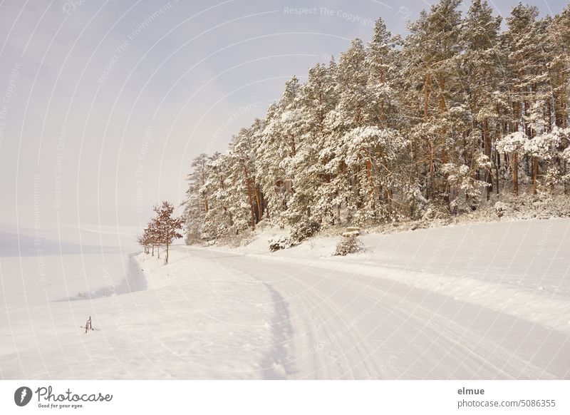 schneebedeckte Landschaft mit Landstraße, kleinen Laubbäumen links und höheren Nadelbäumen rechts der Straße im Sonnenschein / Winter Klima Schnee Kälte