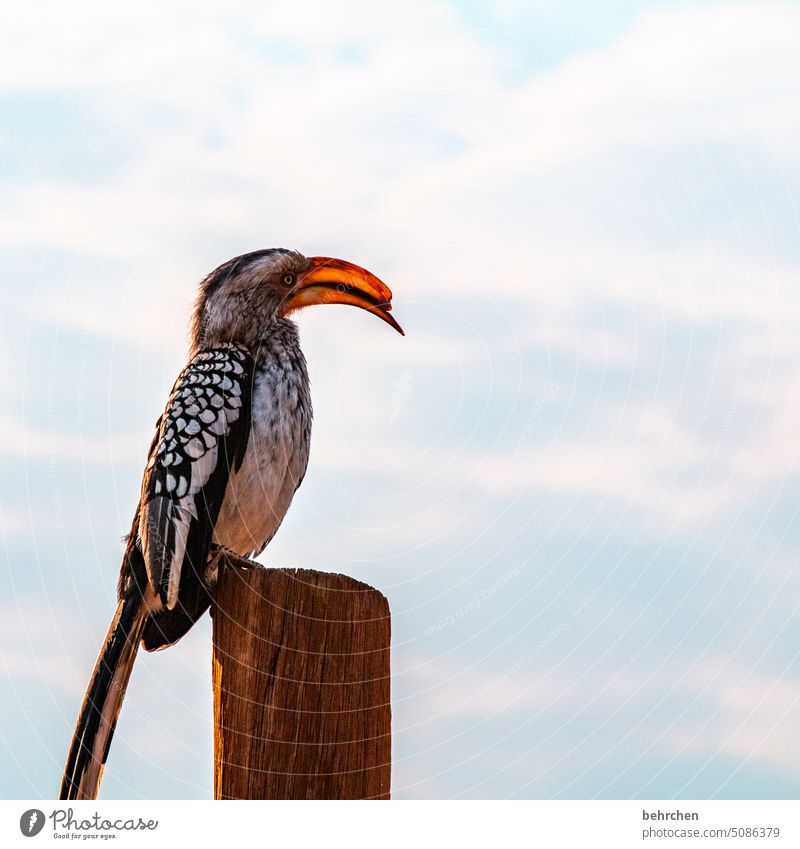 lass uns schnäbeln Hornbill gelbschnabeltoko beeindruckend Nashornvögel Schnabel Vogel Wildtier fantastisch außergewöhnlich Tierporträt frei wild Wildnis