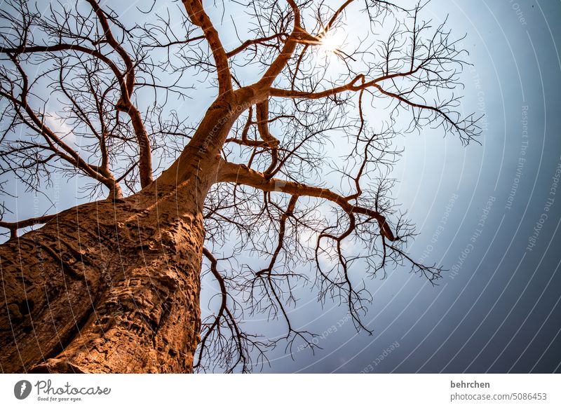 baobab beeindruckend besonders Wärme Himmel Abenteuer Ferien & Urlaub & Reisen Landschaft Natur Fernweh Namibia Farbfoto Afrika Ferne Einsamkeit Baum trocken