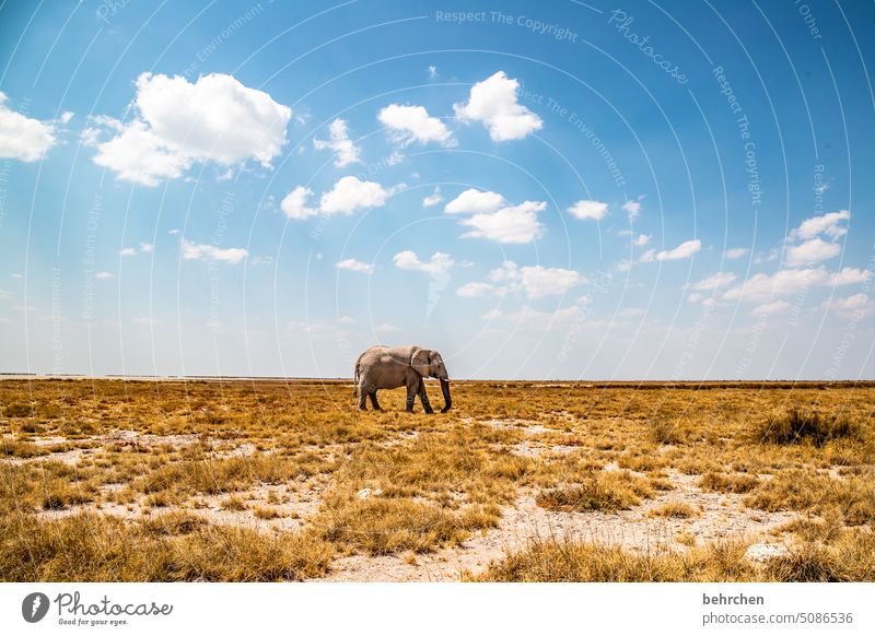 elefantastisch Gefahr riskant gefährlich Elefantenbulle etosha national park Etosha Etoscha-Pfanne Wolken Wildtier außergewöhnlich frei wild Wildnis Tier
