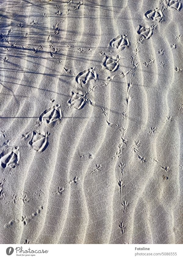Auf dem weißen Sandstrand war richtig viel los. Die Spuren verschiedener Füße kreuzen sich. Eine Ente war auf jeden Fall hier. Strandsand Fußspuren Fußabdruck