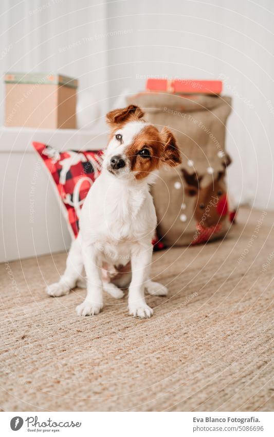 liebenswerter jack russell hund indoor vor weihnachtsdekoration zu hause Hund Weihnachten heimwärts im Innenbereich niedlich bequem Jahr Postkarte hübsch neu