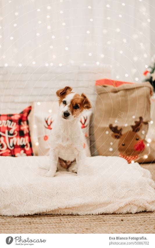 Niedlicher Jack Russell Hund im Innenbereich vor Weihnachtsdekoration zu Hause jack russell Weihnachten heimwärts niedlich bequem Jahr Postkarte hübsch neu