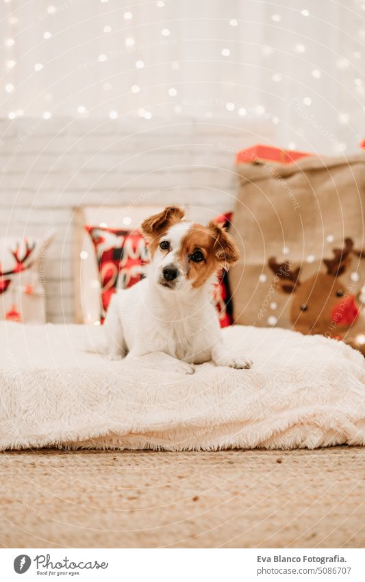 Schöner Jack Russell Hund im Innenbereich vor Weihnachtsdekoration zu Hause jack russell Weihnachten heimwärts niedlich bequem Jahr Postkarte hübsch neu