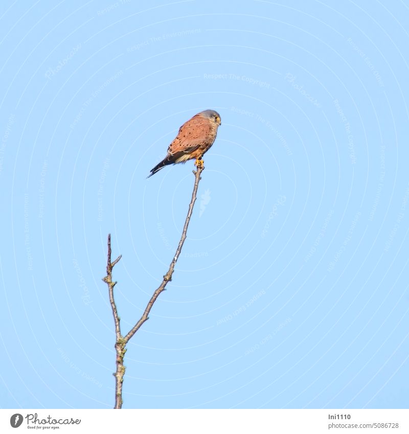 Turmfalke sitzt auf einer Zweigspitze Natur Wildtier Vogel Greifvogel Falco tinnunculus Männchen Gefieder rotbraun gemustert Kopf blaugrau Hakenschnabel