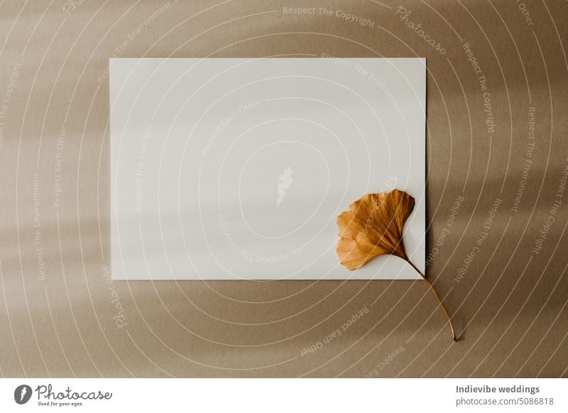 Ein weißes leeres Papier mit einem getrockneten gelben Ginkgo Biloba Blatt auf beigem Hintergrund. Herbstkarte Brief Konzept mit Schatten Linien. Minimales Konzept, Kopierraum.