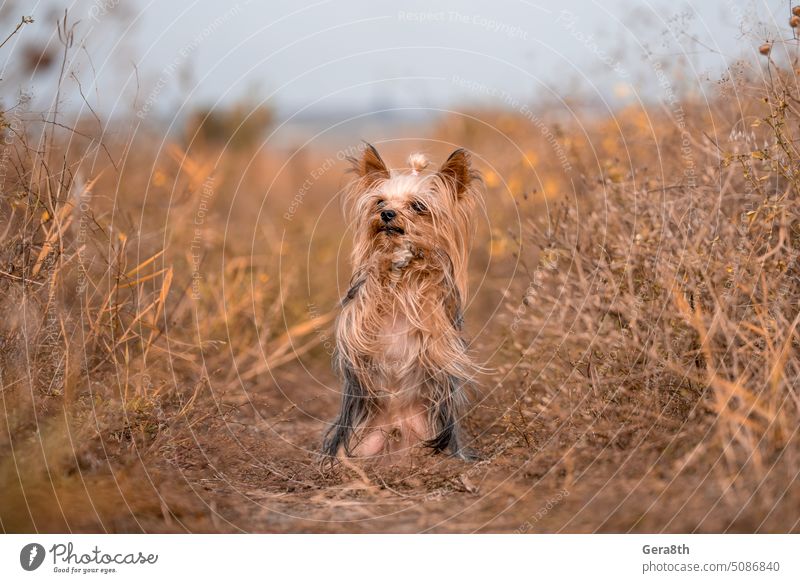 Yorkshire-Terrier bittet beim Spaziergang um ein Leckerli, indem er seine Pfoten hochhebt Tier fragt Herbst abschließen Hund Hundeausführen fallen Herbstfarben