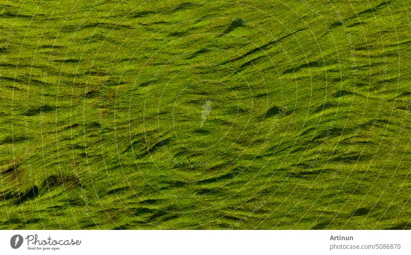 Luftaufnahme von grünen Reisfeld Textur Hintergrund. Reispflanzen beugen sich nach unten, um den Boden vor Monsunwinden zu schützen. Natürliche Muster der grünen Reisfeld. Oben Blick auf landwirtschaftliche Feld. Schönheit in der Natur.