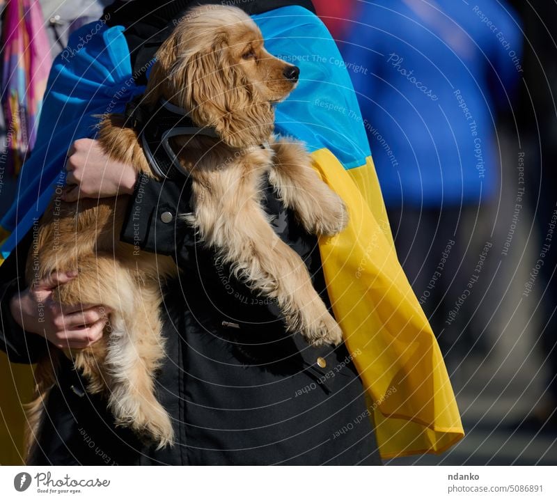 Frau hält einen Cocker Spaniel auf der Straße in den Armen Pflege Sorge Fahne Ukraine Halt Freundschaft braun Gesicht Zusammensein Tier Hund niedlich Haustier