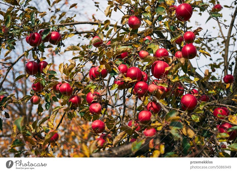 Apfelbaum mit vielen reifen roten saftigen Äpfeln im Obstgarten. Erntezeit auf dem Lande. Apple frische gesunde Früchte bereit, auf Herbstsaison zu holen Baum