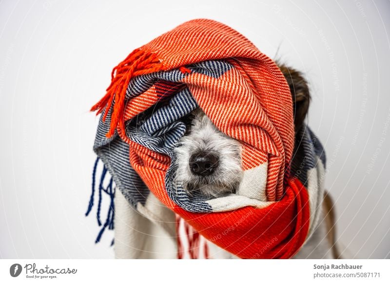 Portrait von einem kleinen Hund in einem bunten Schal gewickelt Winter Kälte Lifestyle Porträt niedlich Haustier Terrier Mischlingshund Studioaufnahme Blick