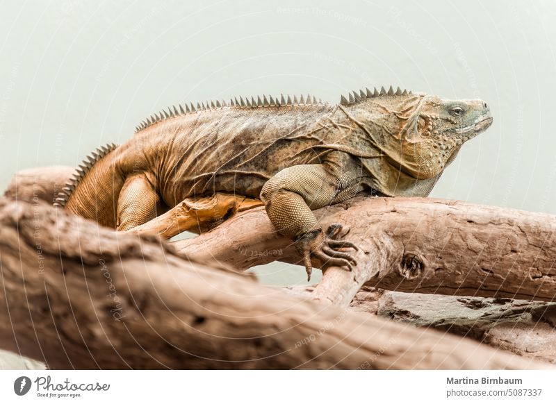 Eine Leguaneidechse sitzt auf einem Ast Tier Arten Tierwelt Lizard Reptil vereinzelt tropisch Porträt schwarzer Hintergrund Makro schließen Tier-Thema exotisch