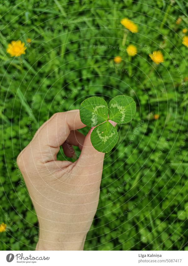 Kleeblatt Pflanze Blatt grün Glücksbringer Natur Farbfoto Grün grüner Hintergrund Gras Grasland Sommer Hand Handhaltung