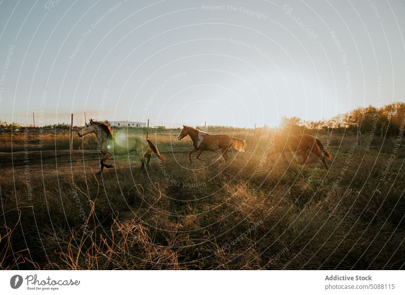 Pferde im Trab auf dem Feld bei Sonnenuntergang Tier Natur Bauernhof Bewegung traben Reiterin pferdeähnlich Säugetier Wiese laufen aktiv galoppieren außerhalb