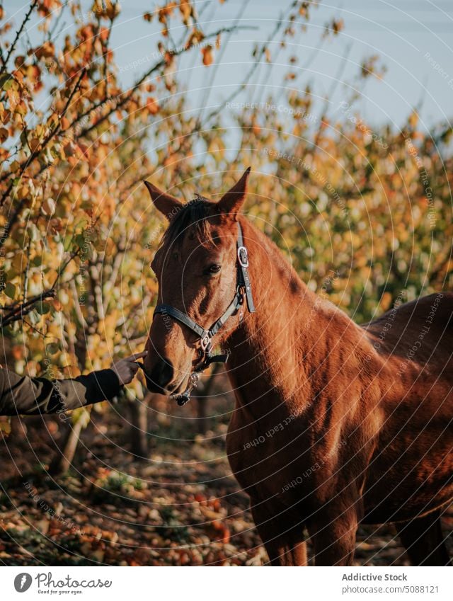 Anonyme Person berührt ein Pferd Pferd Tier Natur berühren Bauernhof Feld Reiterin Hand pferdeähnlich Säugetier Arme Wiese laufen aktiv außerhalb braun frei