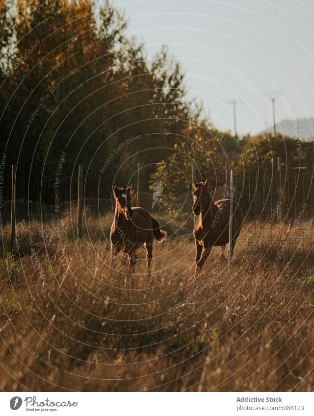 Pferdepaar trabend auf dem Feld Tier Natur Bauernhof Bewegung Paar Reiterin pferdeähnlich Säugetier Wiese laufen aktiv galoppieren außerhalb braun frei Freiheit