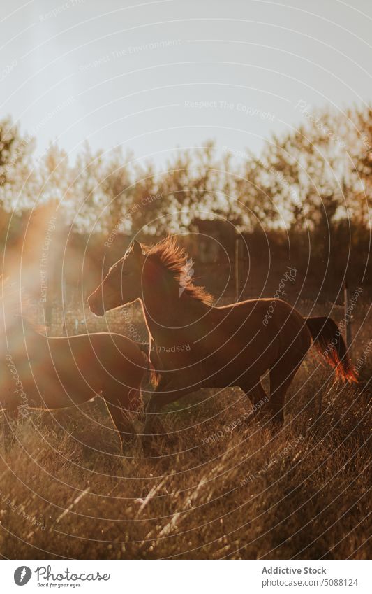 Trabende Pferde auf dem Feld Tier Natur Bauernhof Bewegung Fohlen traben Reiterin pferdeähnlich Säugetier Wiese laufen aktiv galoppieren außerhalb braun frei