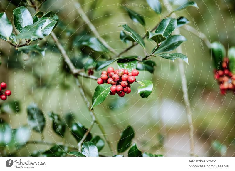 Baumzweig mit roten Beeren Ast Blatt Natur hängen Laubwerk dünn Landschaft organisch Saison Flora Botanik reif Zweig Pflanze Wachstum frisch grün zerbrechlich