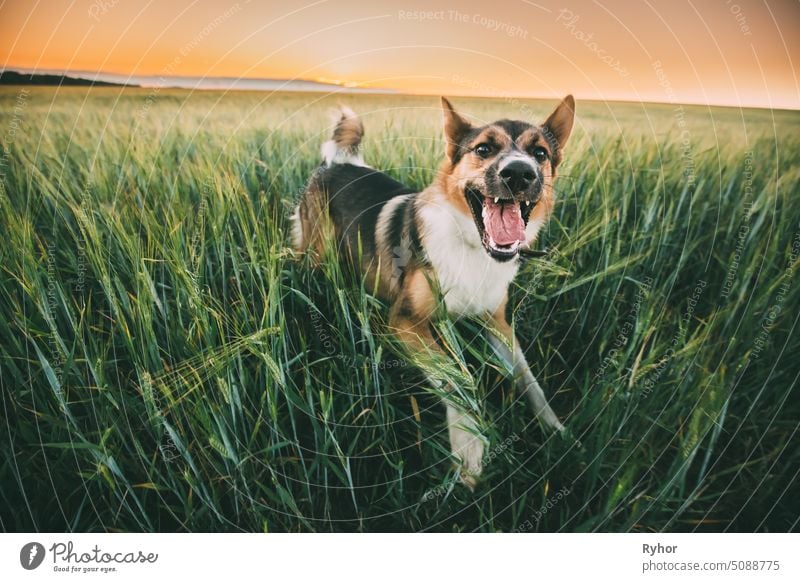 Lustige gemischte Rasse Hund Spielen In In grünem Gras Weizen In Feld Im Sommer Abend Sonnenuntergang Zeit Spaß reinrassig Haustier Natur schön im Freien aktiv