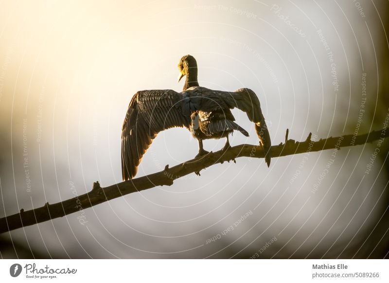 Kormoran sitzt auf einem Ast und trocknet seine Federn im warmen Sonnenlicht Baum Flügel Herbst Himmel Jahreszeit Natur Naturrschutzgebiet Ornithologie Pflanzen