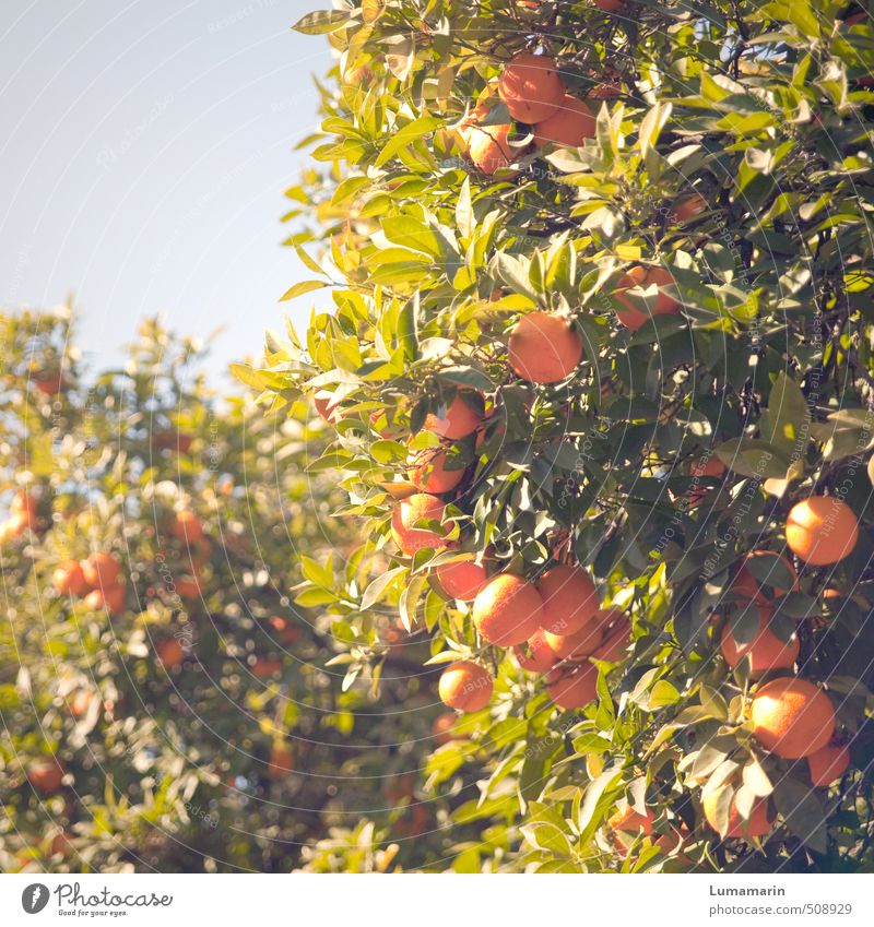 Orangenbaum Lebensmittel Frucht Wolkenloser Himmel Schönes Wetter Pflanze Baum exotisch hängen Wachstum frisch Gesundheit hoch schön lecker natürlich oben rund