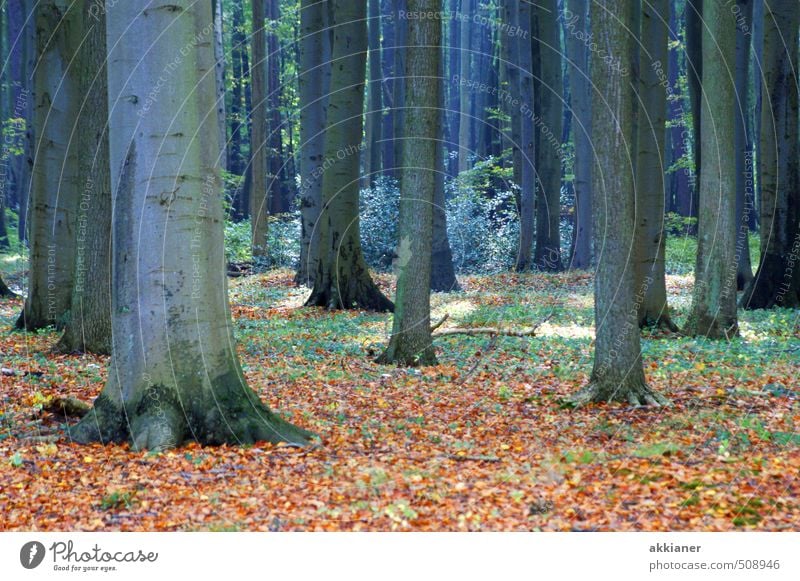Gespensterwald I Umwelt Natur Landschaft Pflanze Herbst Baum Wald natürlich Buchenwald Buchenblatt Blatt Laubbaum Laubwald Farbfoto mehrfarbig Außenaufnahme