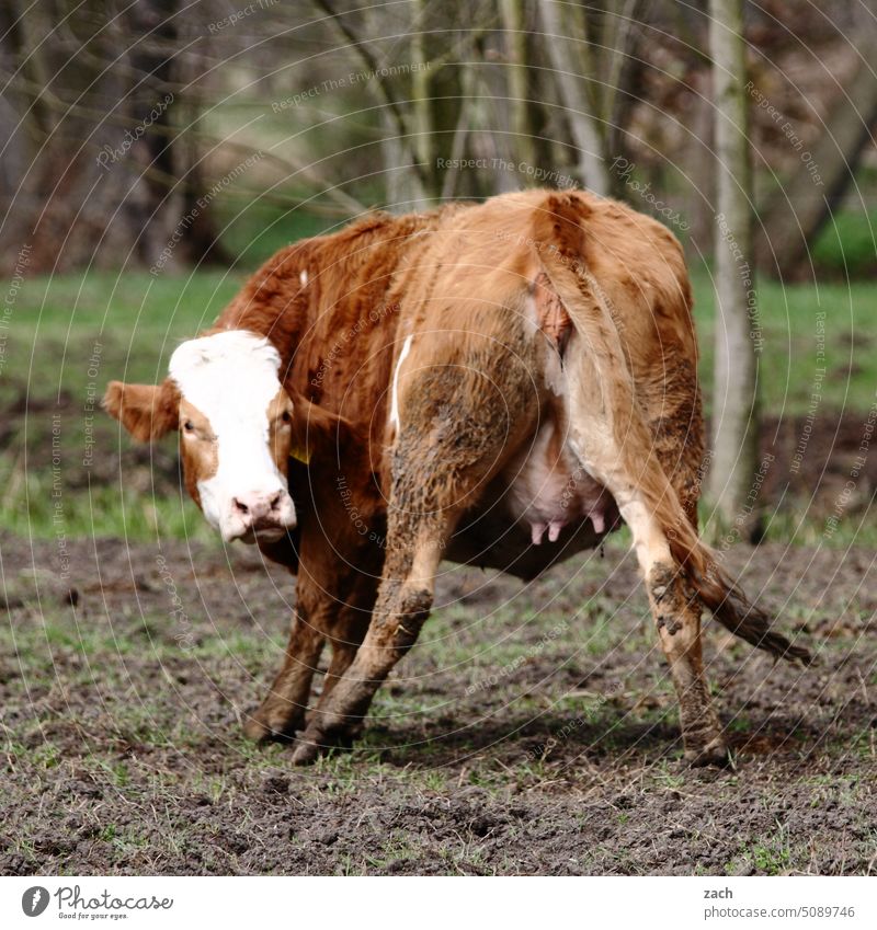Topmodel Kuh Rind Weide Tier Landwirtschaft Nutztier Natur Rinderhaltung Landleben Viehzucht hintern Milchkuh