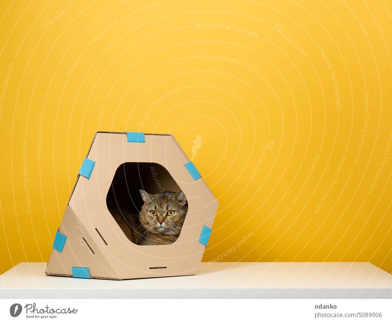 Eine erwachsene schottische Katze mit geraden Ohren sitzt in einem braunen Kartonhaus für Spiele und Erholung auf gelbem Hintergrund katzenhaft Papier Tier