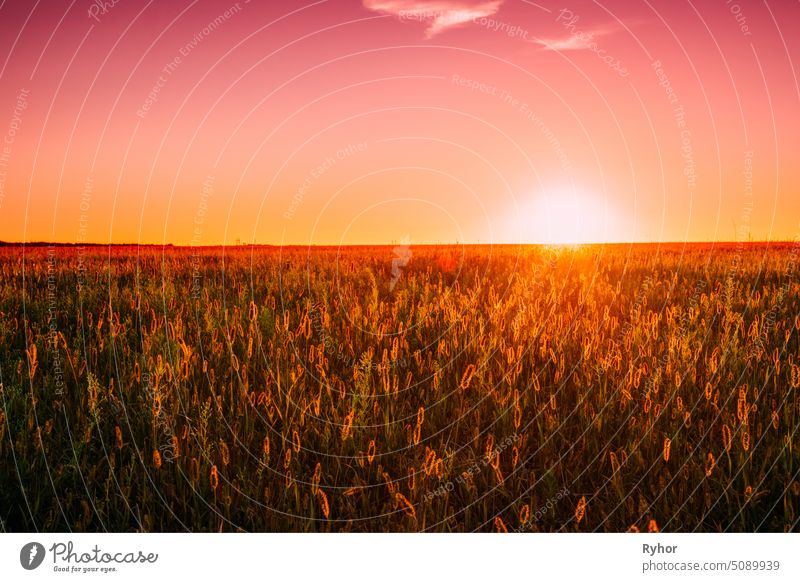 Wiese Gras in gelbem Sonnenlicht im Spätsommer oder Frühherbst Saison auf helle Sonne am Horizont auf Hintergrund. Sonnenuntergang Sonnenaufgang Himmel über Feld Wiese Gras. Warme Farben
