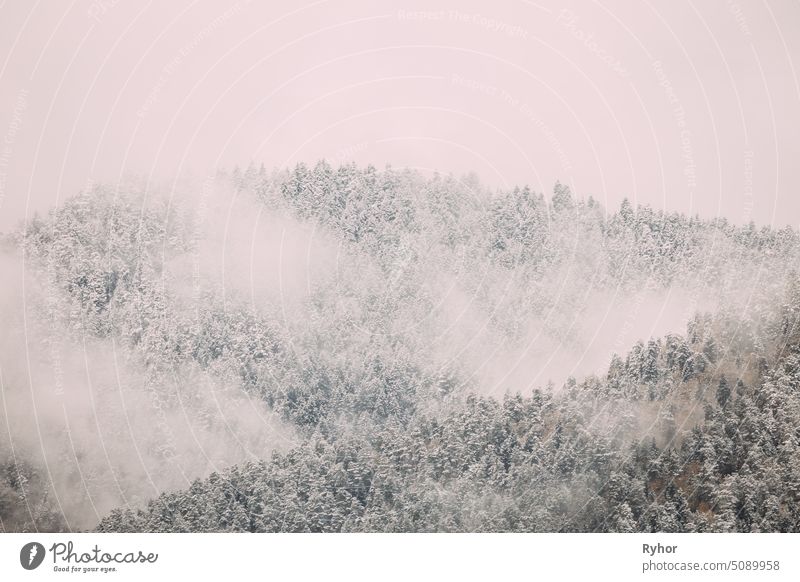 Kiefern und Fichten, Tannen bedeckt ersten Schnee in Greenwood Wald. Wachsender Wald am felsigen Abhang der Berge. Winter-Natur-Landschaft. Naturschutzgebiet