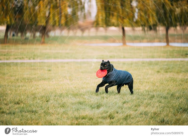 Aktiver Schwarzer Cane Corso Hund Spiel Laufen Mit Teller Spielzeug Draußen Im Park. Hund trägt in warmen Kleidern. Großer Hund Rassen Cane Corso Italiano