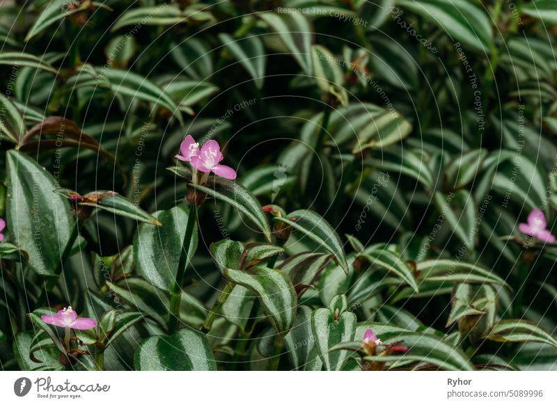 Nahaufnahme von Tradescantia Zebrina, ehemals bekannt als Zebrina Pendula im Botanischen Garten schließen Blüte Spinnenkraut Makro schön Nordamerika Pendel