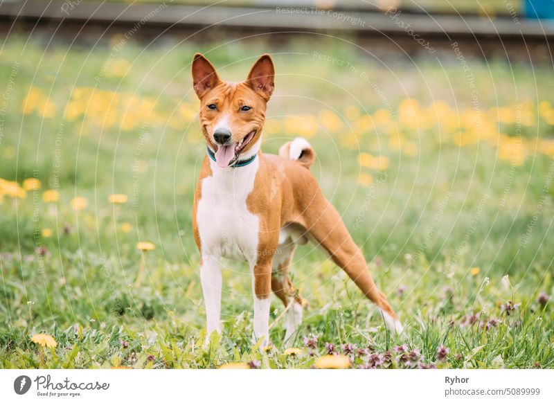 Basenji Kongo Terrier Hund. Der Basenji ist eine Rasse von Jagdhunden. Er wurde aus Beständen gezüchtet, die ursprünglich aus Zentralafrika stammen. Lächelnder Hund