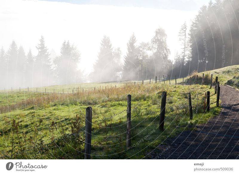 Gegensatz Umwelt Natur Landschaft Herbst Nebel Wiese Feld natürlich grün Zaun Nebelgrenze Farbfoto Außenaufnahme Menschenleer Tag Weitwinkel