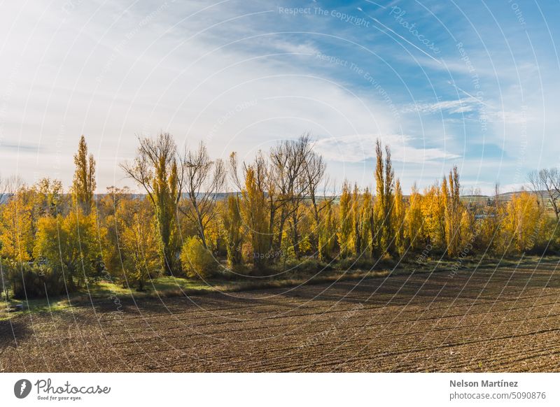 Ländliche Herbstlandschaft mit gelben und kahlen Bäumen ländlich Gesundheit saisonbedingt Ackerbau Garten frisch Reihe Cloud Himmel Landschaft Natur Hintergrund